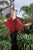 Soulmates - C881 Silk Lace Poncho